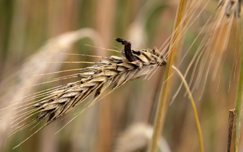 Ergot-infected rye