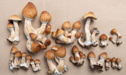 Psilocybin Seizures