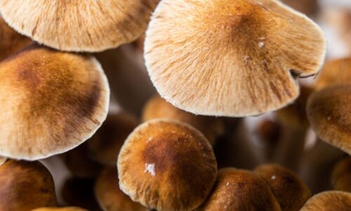 psilocybin-assisted therapy