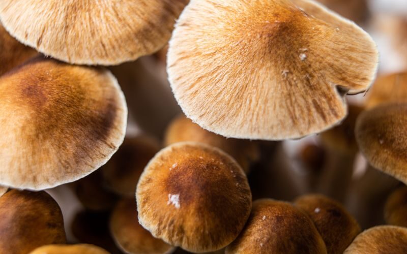 psilocybin-assisted therapy