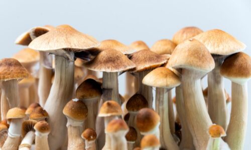 Psilocybin Optimism